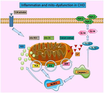 Role of Mitophagy in Coronary Heart Disease: Targeting the Mitochondrial Dysfunction and Inflammatory Regulation